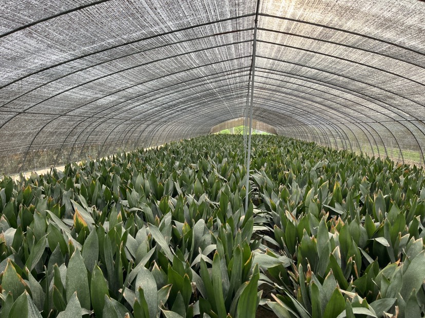 四季长青室内客厅观叶植物绿植盆景一叶兰耐阴耐寒室内花卉盆载