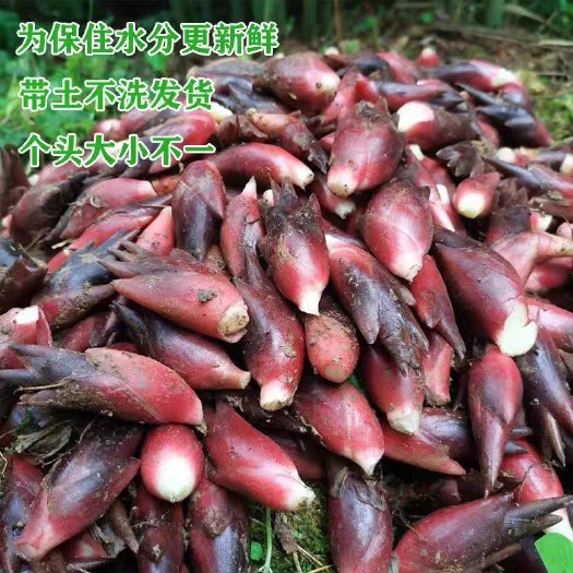 房县阳荷，洋荷，阳禾，洋禾，阳荷姜，洋荷姜，襄荷，铭荷