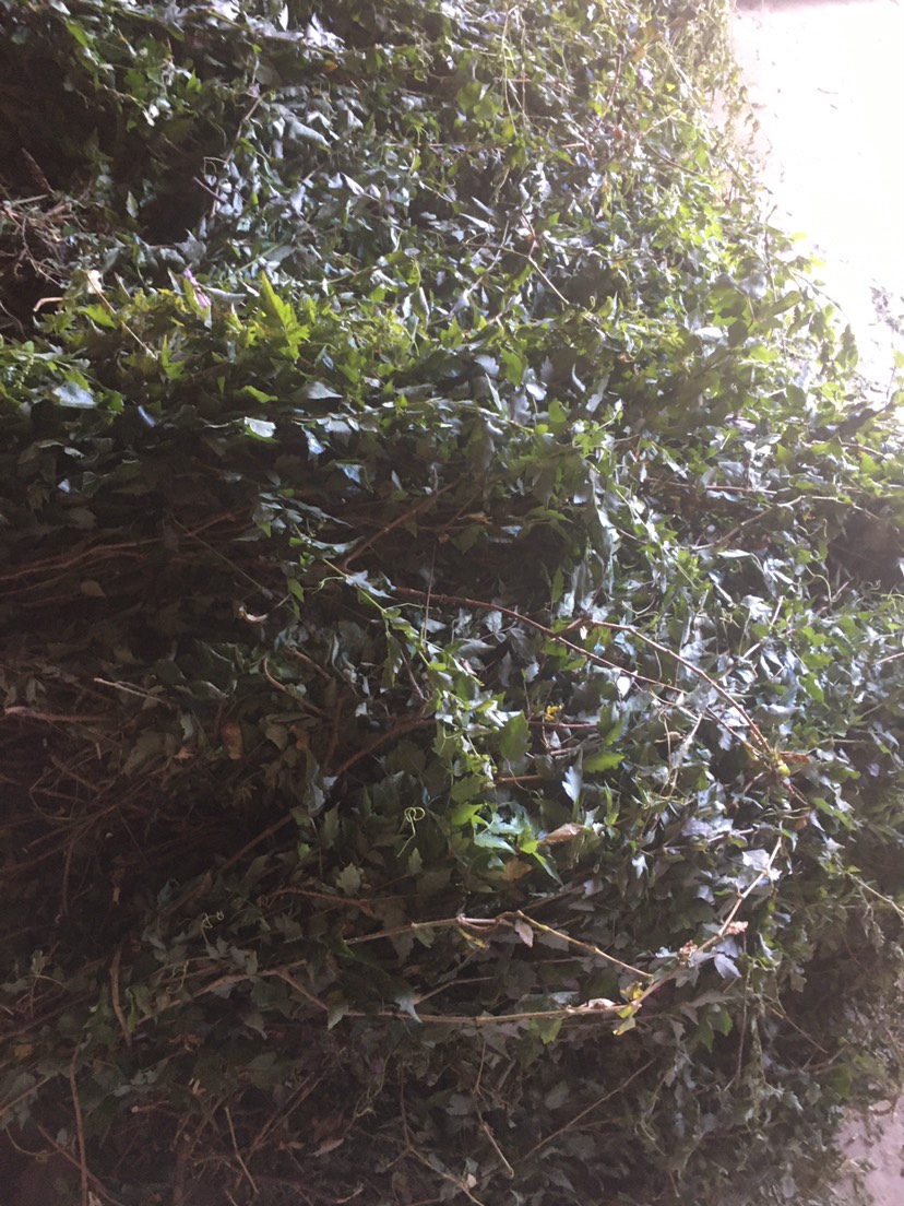 藤茶，莓茶，白茶，广西贺州本地的，山地的非种植货哦，