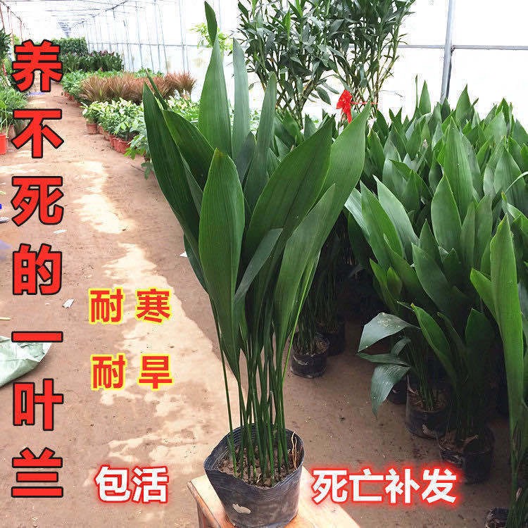 四季长青室内客厅观叶植物绿植盆景一叶兰耐阴耐寒室内花卉盆载