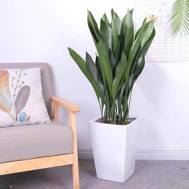 四季长青室内客厅观叶植物绿植盆景一叶兰耐阴耐寒室内花卉盆载