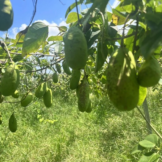 自贡八月药材果，有需要的老板联系我，四川自贡，8亩地左右的八月瓜