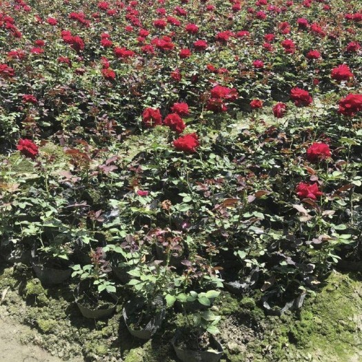 成都彭州大花月季种植园