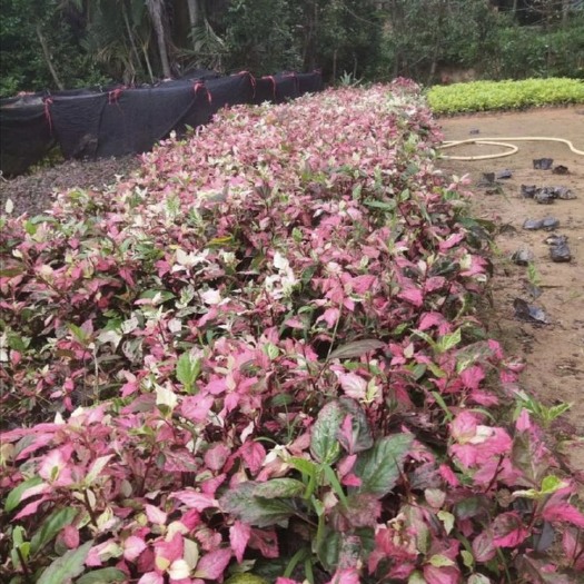 成都草花 彩叶扶桑价格电议为准。
