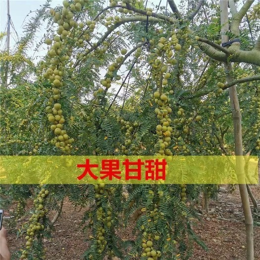 普宁市余甘果苗，甜油甘
