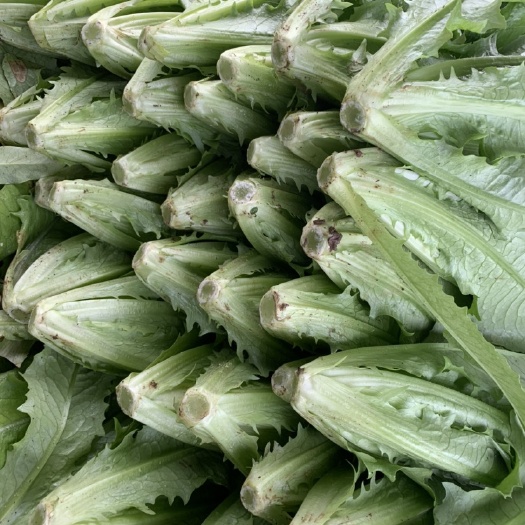 邯郸常年供应油麦生菜意大利