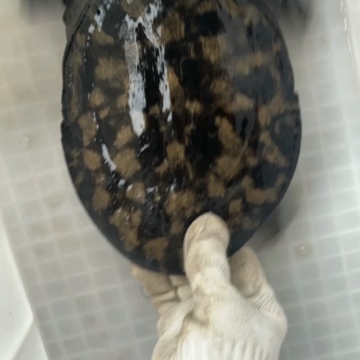 清溪花鳖精品黑花黄花甲鱼 镜子面 纯ye 清流甲鱼