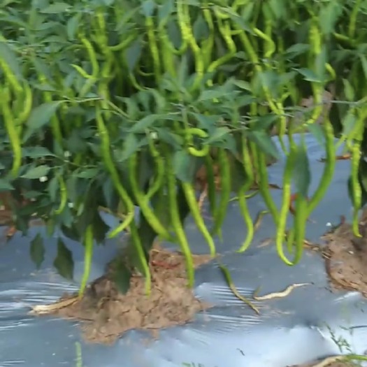 中江县（实力供货）四川德阳二荆条辣椒，量大质优，欢迎选购