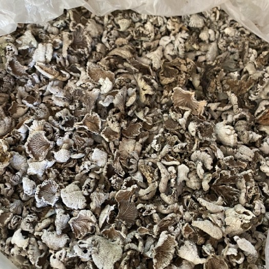 乐业县白参菌