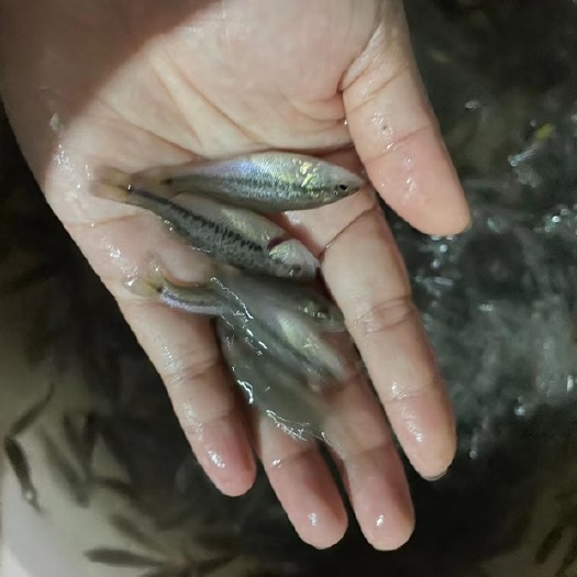 南宁淡水鲈鱼