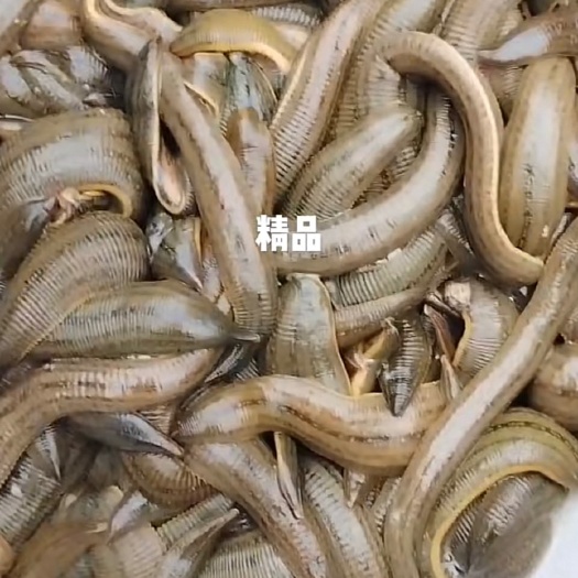 徐州蚂蝗宽体金线蛭
