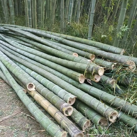 重庆市楠竹