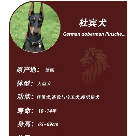 杜宾犬，工作犬，防暴犬，男人的脸面 女朋友的第二个保镖