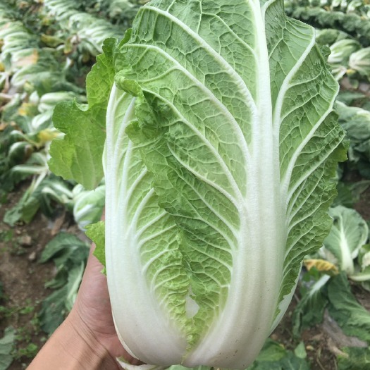 神农架白菜
