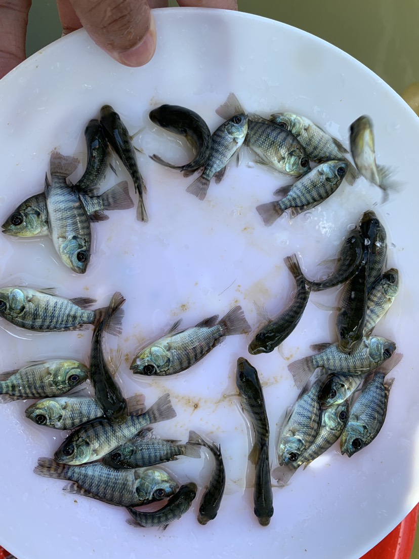 海南壹号罗非鱼