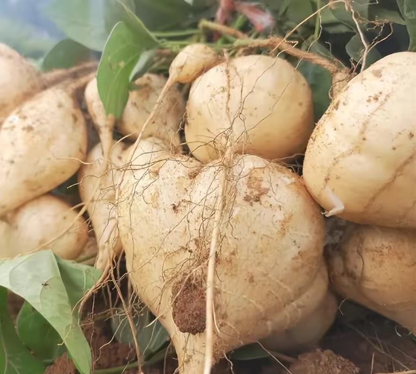 【凉薯】豆薯/地瓜/沙葛/地萝卜瓜白多汁，大量上市，产地直销