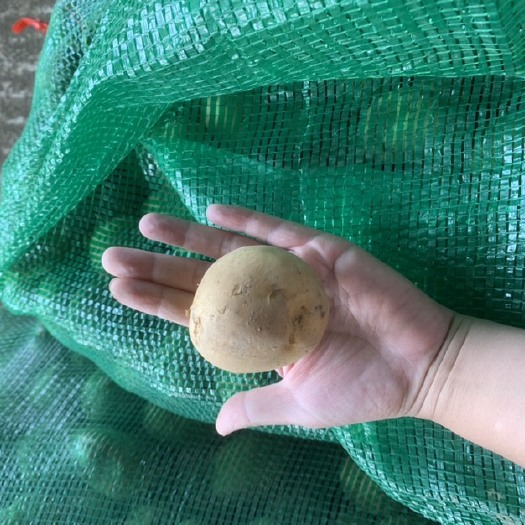 新民市小精品土豆 自家种植