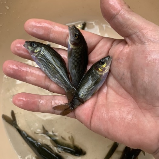 南宁禾花鱼苗，稻田养殖鱼种，品质优良