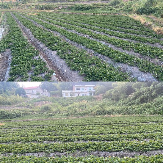 双峰县草莓苗