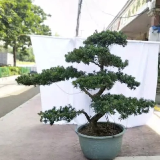 潮州罗汉松造型盆景金钻贵妃罗汉松