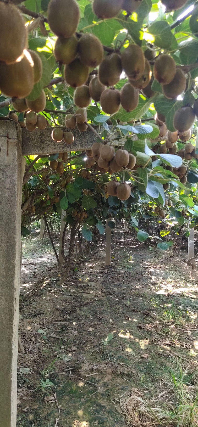 周至县自己的家猕猴桃，翠香，徐香，亚特想吃的提前预定，统一发货