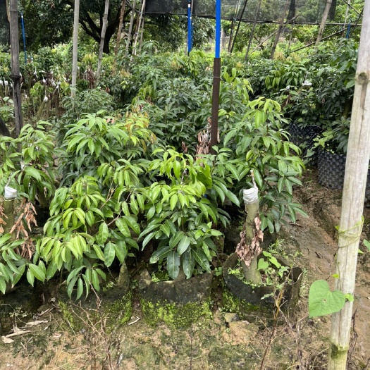 广州基岗仙进奉荔枝树苗