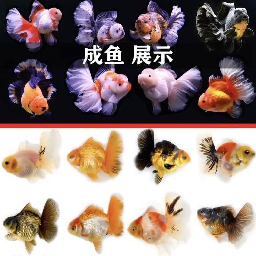 镇平县百褶泰狮