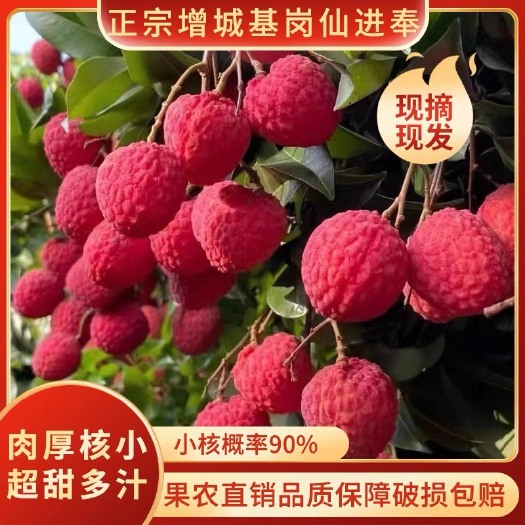 广州正宗广州增城基岗仙进奉新鲜小核大荔枝现摘现发当季水果5斤包邮