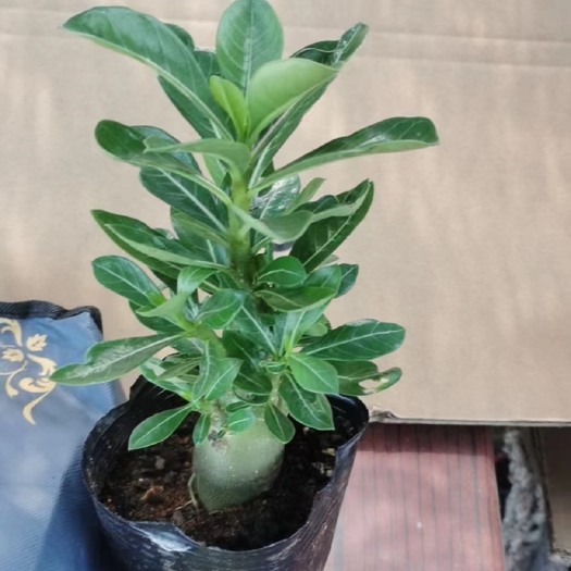 漳州沙漠玫瑰，电商专用平台专用款，量大价格详谈