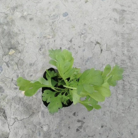 成都虞美人价格电议。