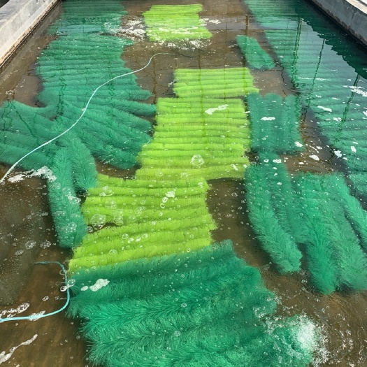 镇平县各种锦鲤水花鱼苗  金鱼水花鱼苗 草金鱼水花批发