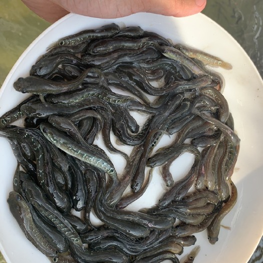 博罗县七星鱼