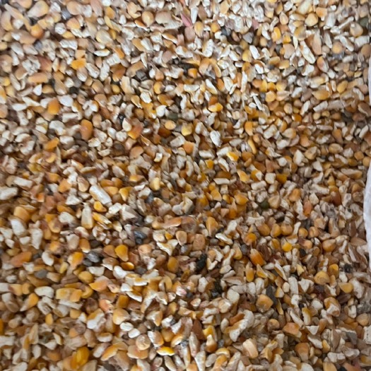 郓城县供应批发碎玉米，净粮，毛粮喂鸡鸭鹅猪降低成本，高蛋白食品卫生