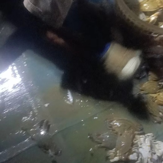 盐城大丰冈 梭子蟹
