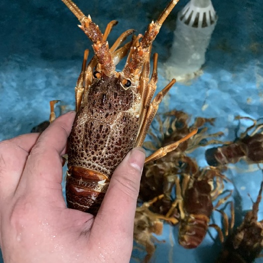 深圳青龙，小青龙