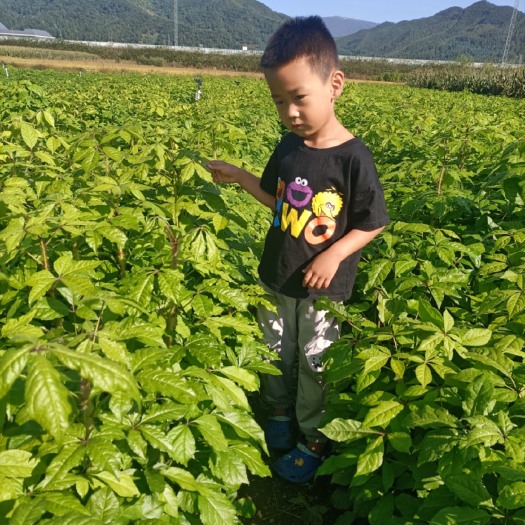 桓仁县售售售长梗刺五加苗