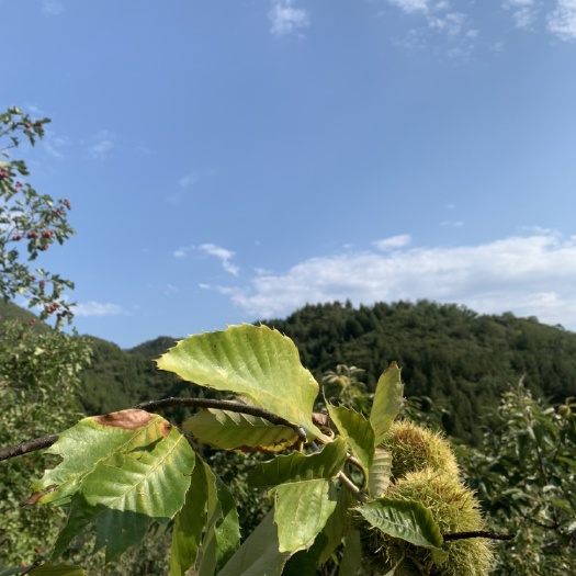 北京市密云区水库北 不老屯镇 燕山板栗