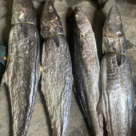广州实肉马鲛鱼咸鱼