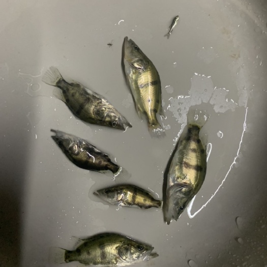 南宁桂花鱼苗，生长速度快，