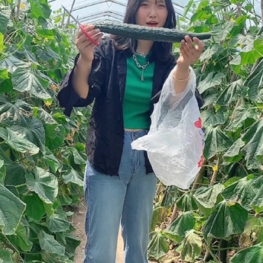 如皋市大棚种植黄瓜
