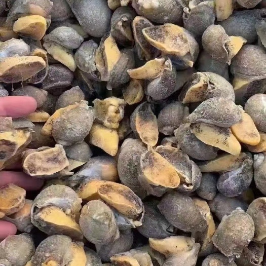 老婆脚 鲍螺 假鲍鱼