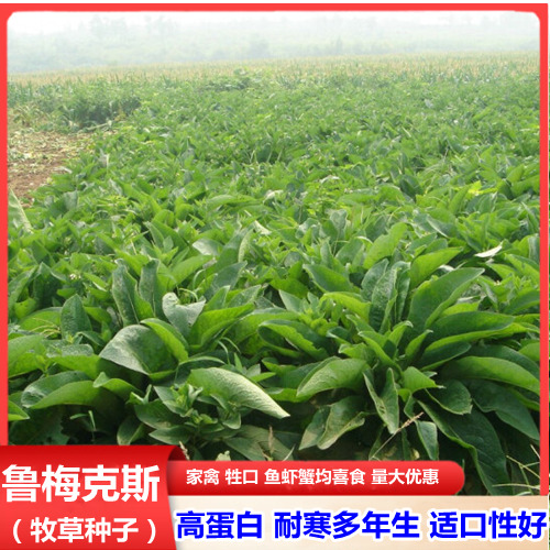 沭阳县鲁梅克斯种子俄罗斯饲料菜种籽多年生四季耐寒牧草喂家禽家畜