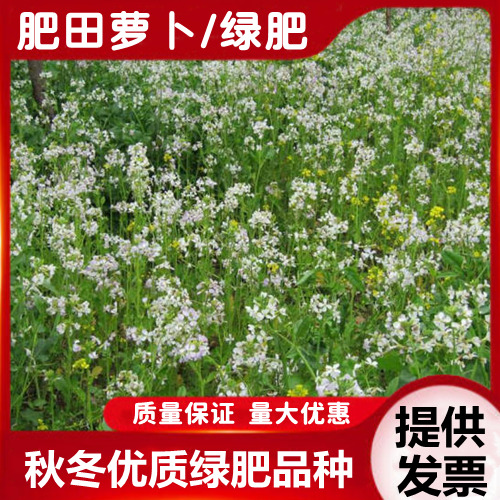 沭阳县水萝卜种子 果园绿肥专用肥田萝卜种子优质绿肥种子增肥土壤保湿