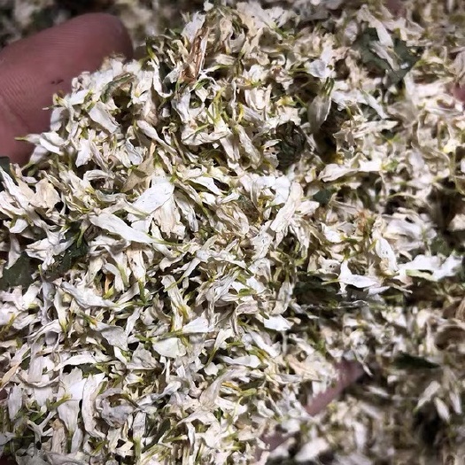 白菊花沫 安徽黄山贡菊花瓣碎末 有杂质 填充枕头泡脚泡澡