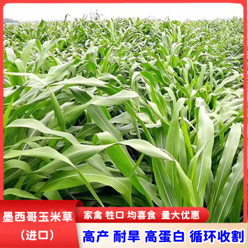 墨西哥玉米草种子分蘖力强发芽快高产量牧草猪羊牛鱼兔饲料