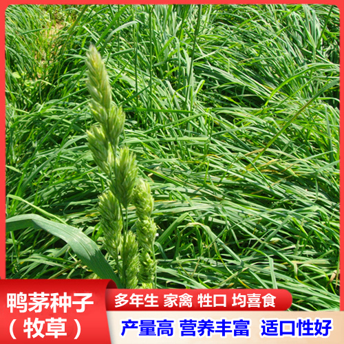 鸭茅草种子牧草种子耐寒耐热养殖牛羊鹅兔鱼鸡牧草护坡绿化草籽