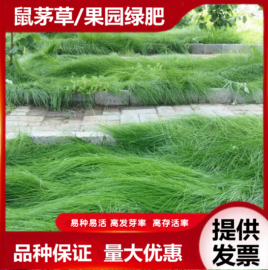 沭阳县鼠茅草种子果园绿肥种子鼠茅草绿肥种子四季播种抑制杂草增加土壤