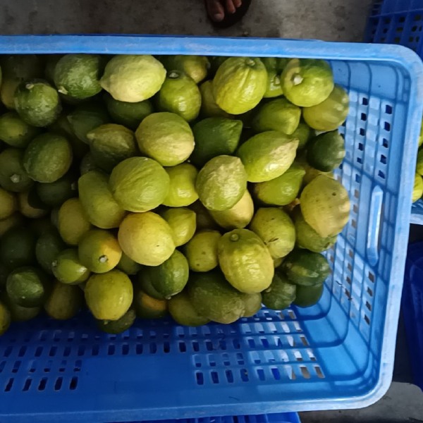 广东本地香水柠檬饮品店手打柠檬茶专用一级二级果