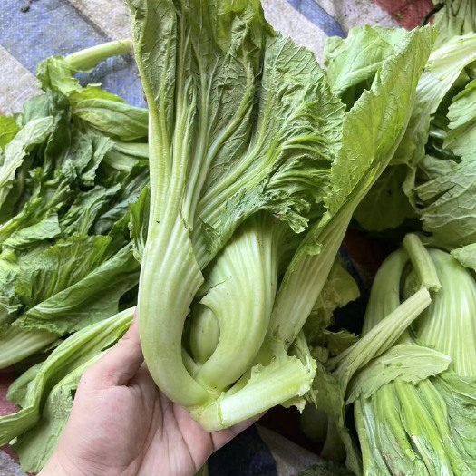 横州市芥菜大量上市有需要的采购商可以长期合作。￼