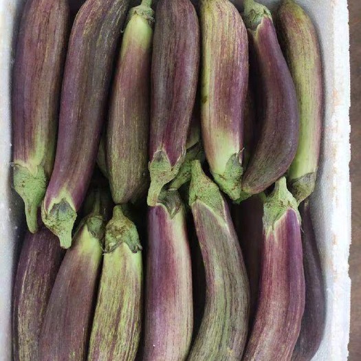 潍坊冰川糯茄，信息不回，电话联系